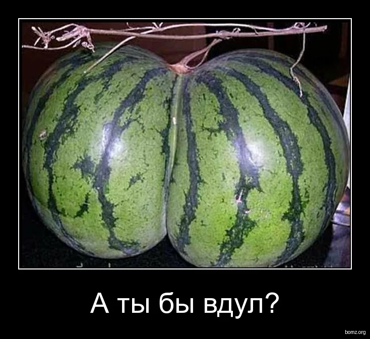 428609-2009.12.16-12.48.09-arbuz.webp