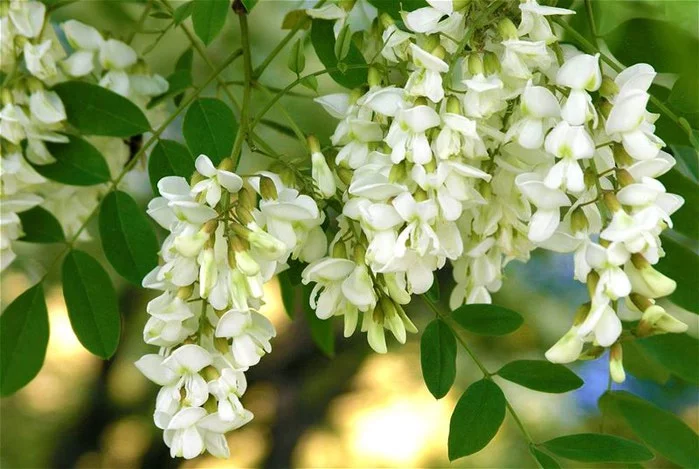 429608_3368205_1329775989_1274876847_belayaakaciya.webp