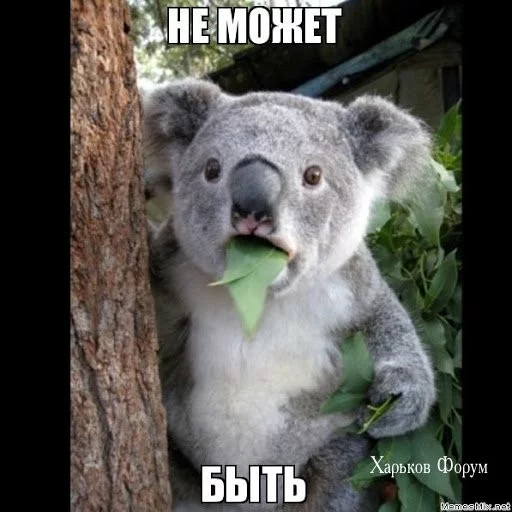 429ceab187926b4fec.webp