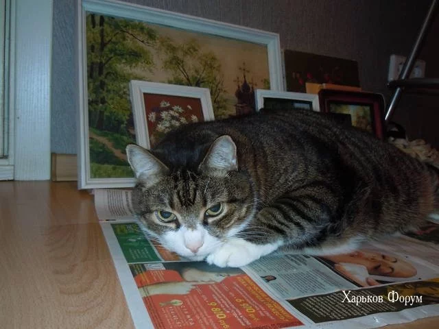42d7f0da06788eaff.webp