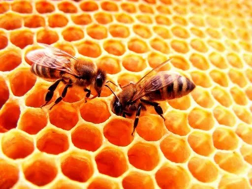 4346346556_ca9fd51e21_o.webp