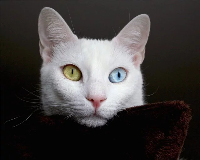 43537540_cat_13_67.webp