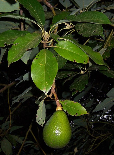 438px-Persea_americana_fruit.jpg