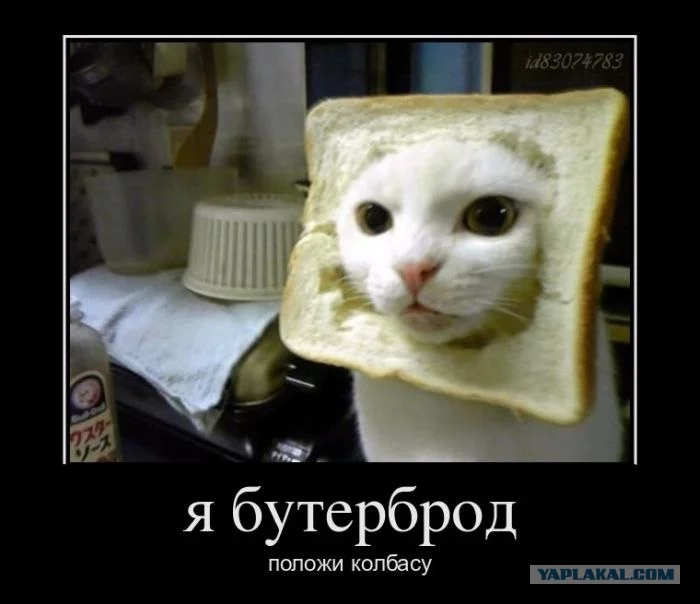 439206.webp