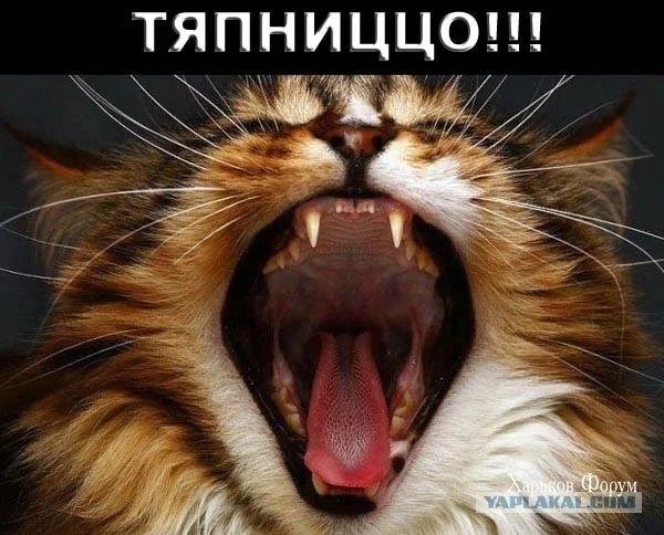 440e110747e8b5f80c052.webp
