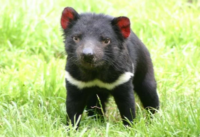 44128833_Tasmanian_devil.webp