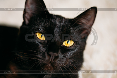 4417371-portrait-peaceful-black-female-kitten-cat.jpg