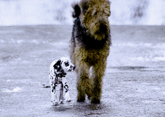 4436f976c27559c26eb10c810283944b09217a11.gif