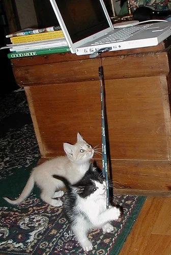 44931752_36d06ebc06.webp