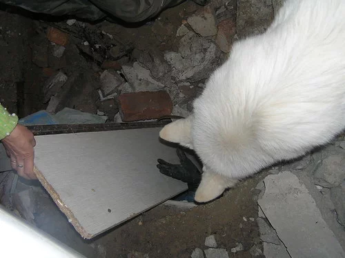 4531203077_fa5e18e812.webp