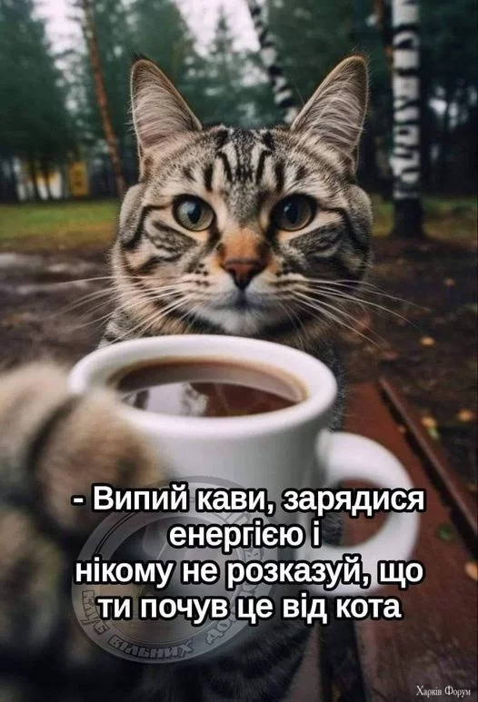 454003074_1046847993503742_2328189409358776527_n.webp