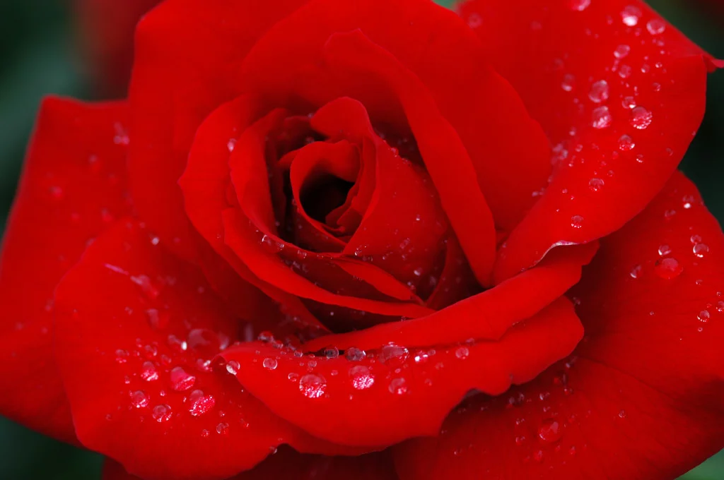 45727.webp