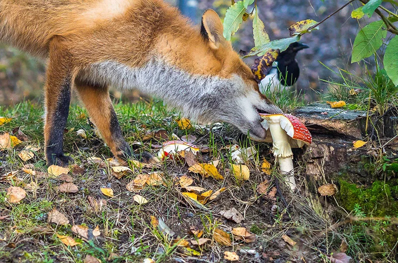 457722_800.webp