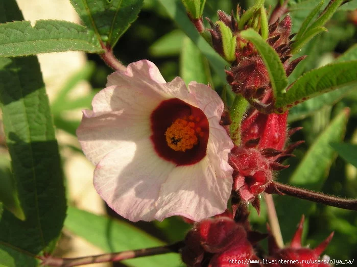 46195282_3731099_Hibiscus_sabdariffa1070311.webp