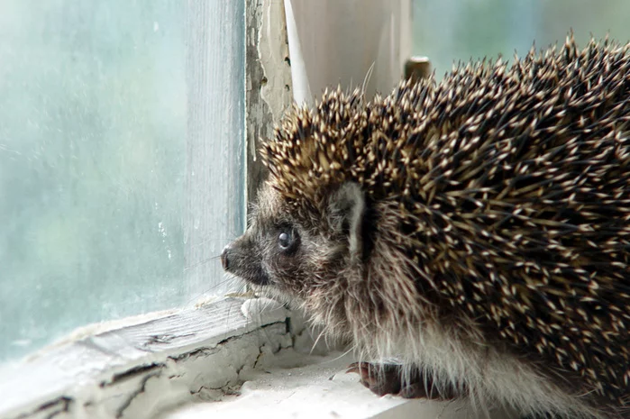 46464890_Hedgehog_in_sorrow.webp