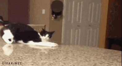 46484fbc6b53691b5c32e5e.gif