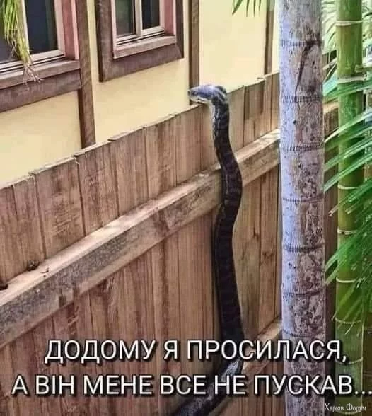 465423901_528037603331419_214004727753153022_n.webp