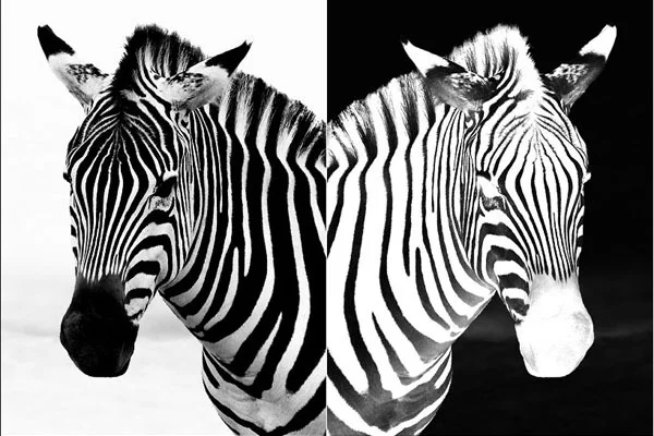 46793697__zebra.webp