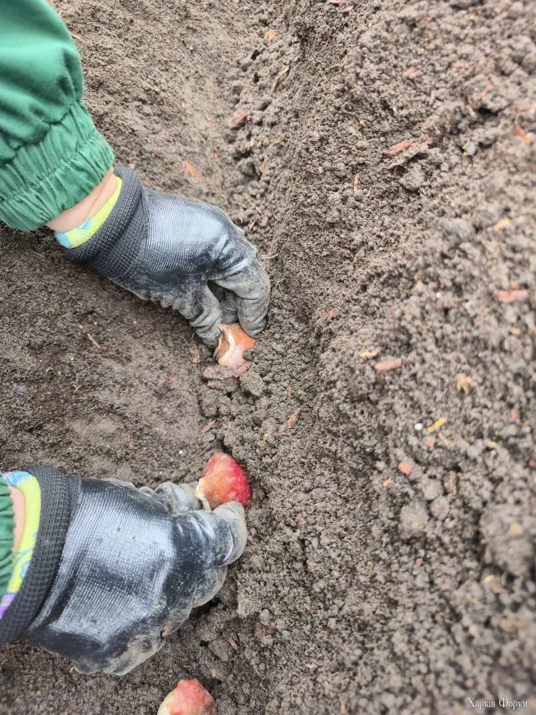 тюльпаны высаживают в Харькове
