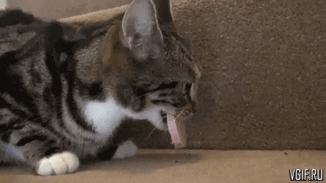46a36212ed75d49096.gif
