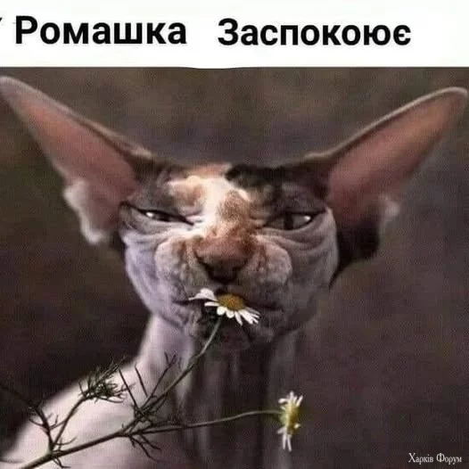 473804104_639918278711291_2592106910268128190_n.webp