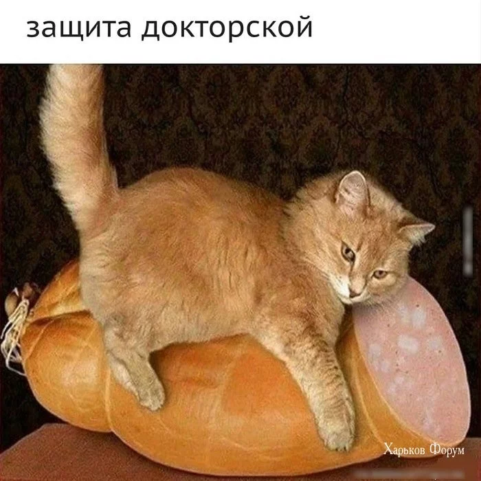 47ce841085fd6784a8fcd.webp
