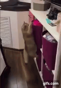 47e2861b0f2634326de2afc5.gif