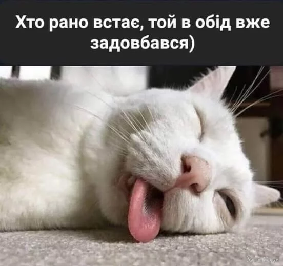 481074142_1228428425306305_7879417651735143307_n.webp