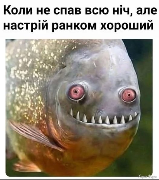 481300751_629744046418270_9003099165287858010_n.webp