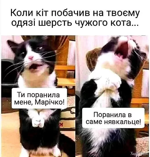485737602_1247307230085091_7392535476326114938_n.webp