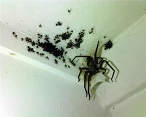 48640715_spiderhell.webp