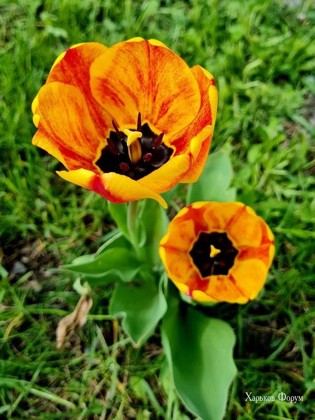 4884efc29825ad55ca4fdf.webp