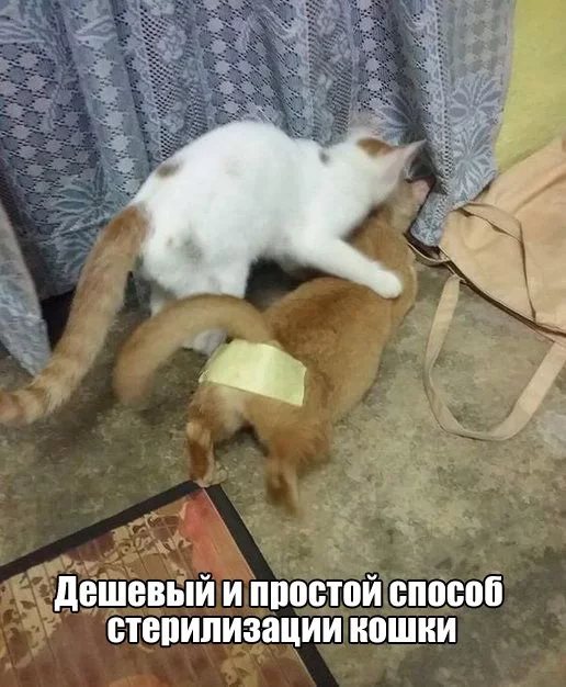 4888291_800.webp