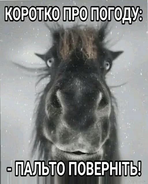 488886203_1040334291483933_8871446457584849137_n.webp