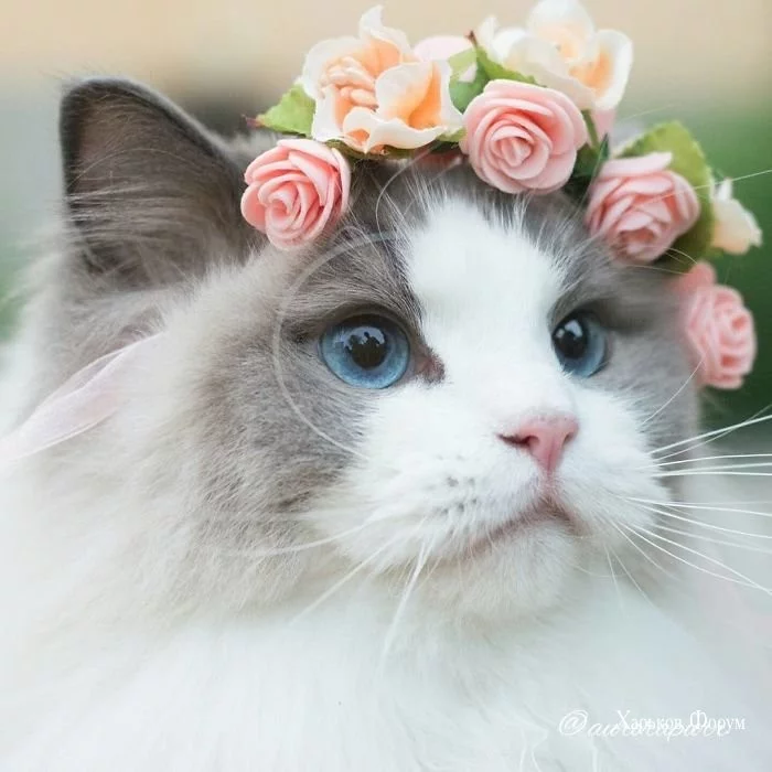 48d97610c1088b778.webp