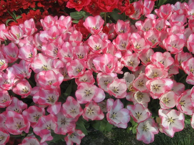 4925544_m.webp