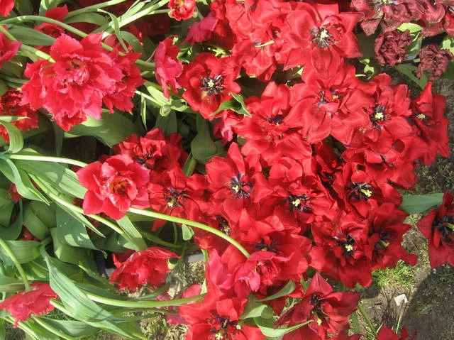 4925545_m.webp