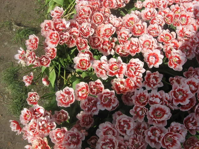 4925547_m.webp