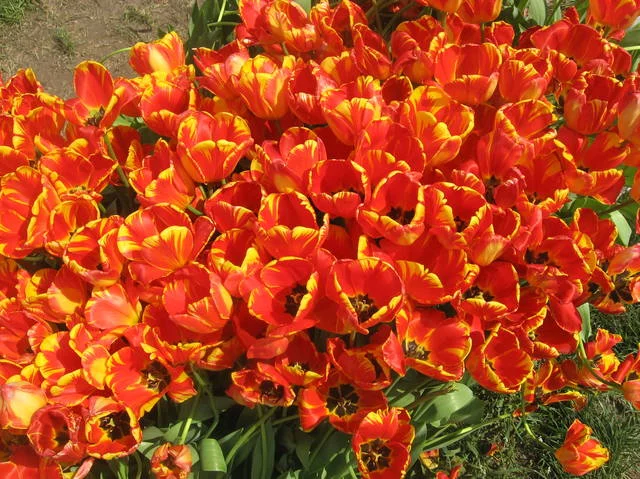 4925551_m.webp