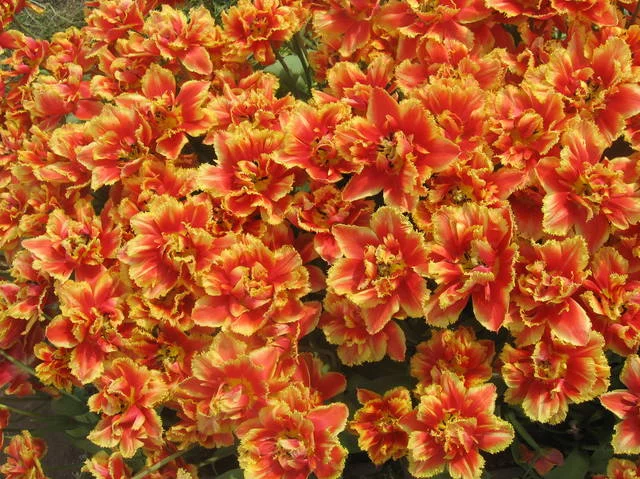 4925553_m.webp