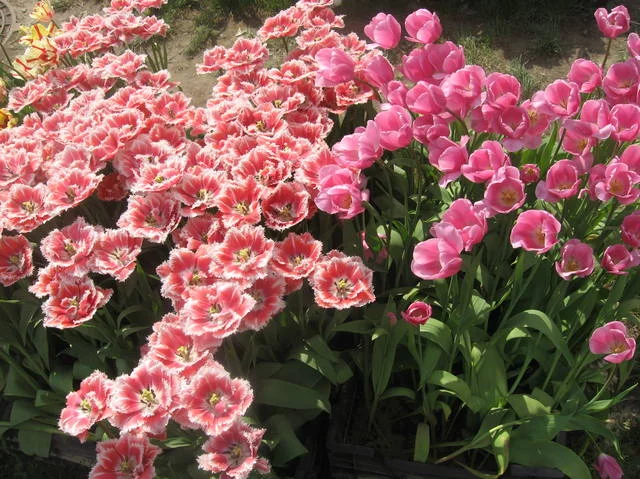 4925576_m.webp