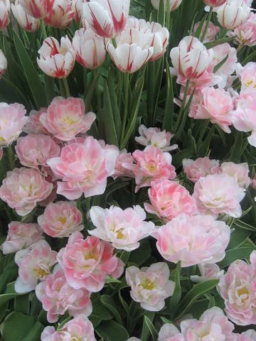 4925583_m.webp
