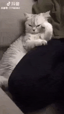 49298641152253c14ed.gif