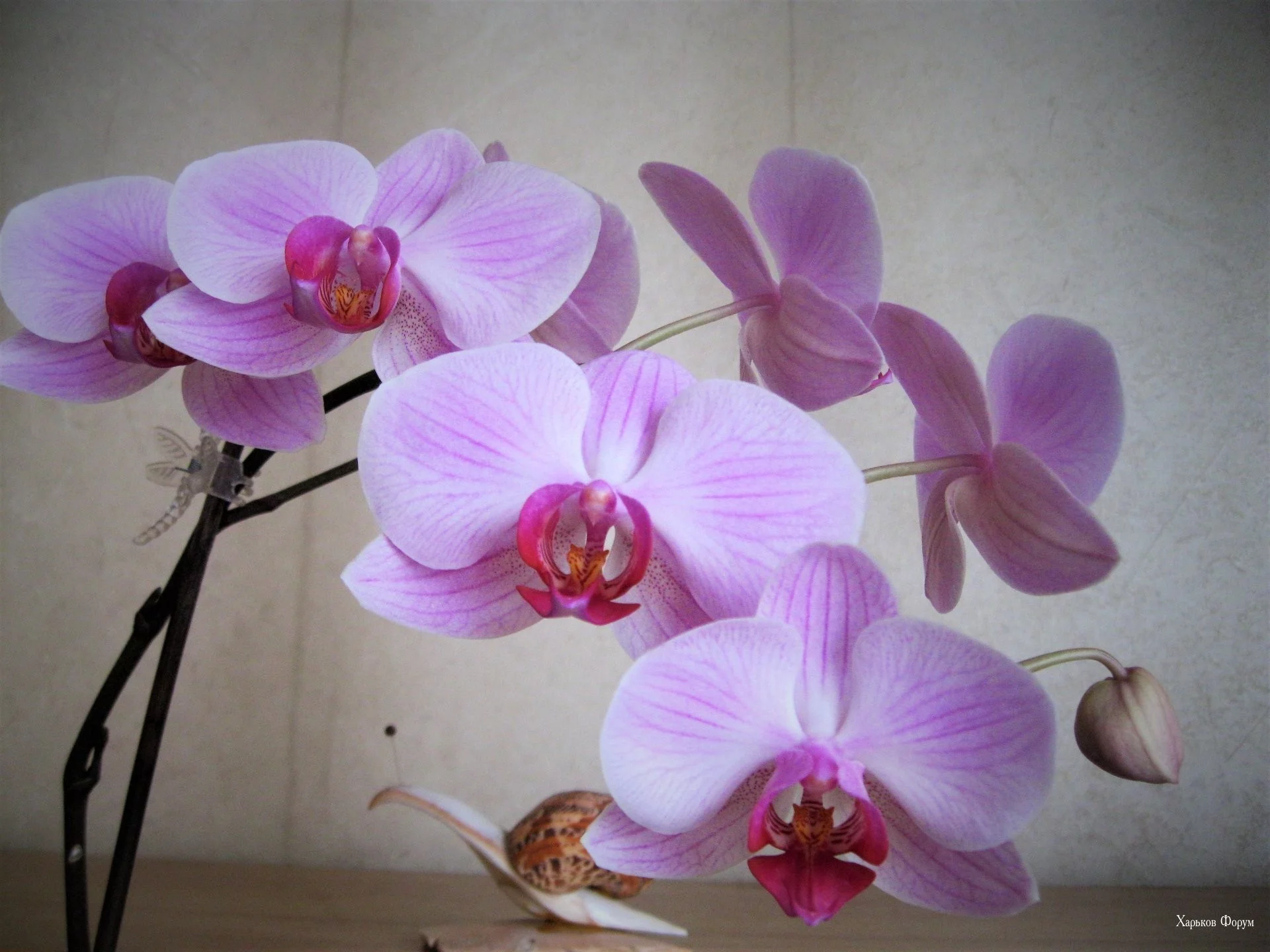 4972208c58ab33996a2429f.webp