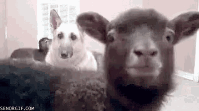 49850e62cc09240b1a.gif