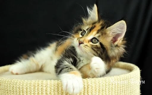4992c0b106ba9a560d.webp