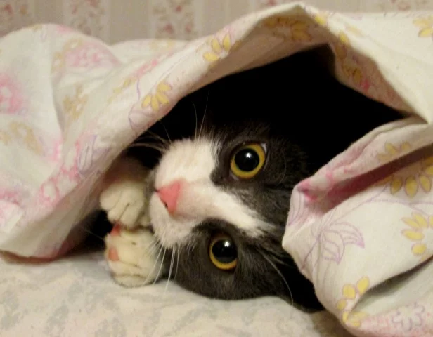 499865_original.webp