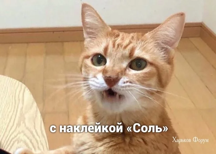 4b057385b4ae1e3390838.webp