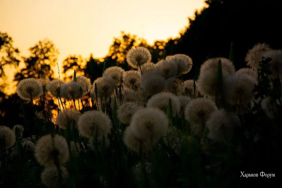 4b648d505e964dea5b8c9.webp