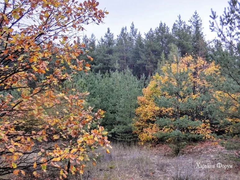 4b7853396ccc7e89ab5.webp